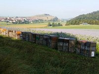 Bild300417-02  Ein duftendes Phaceliafeld: Im Herbst ist es gut, wenn die Bienen noch blühende Felder finden. Sie können sich dann mit ausreichend Winterfutter selbst bevorraten.